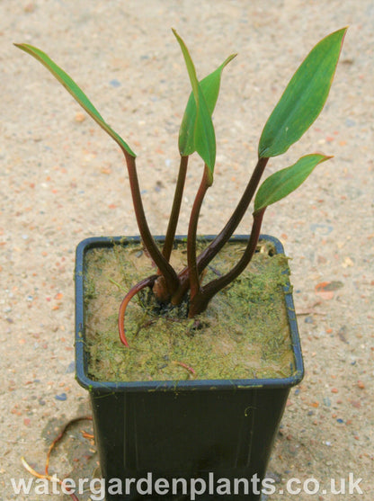 Orontium aquaticum red stem