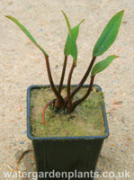 Orontium aquaticum red stem