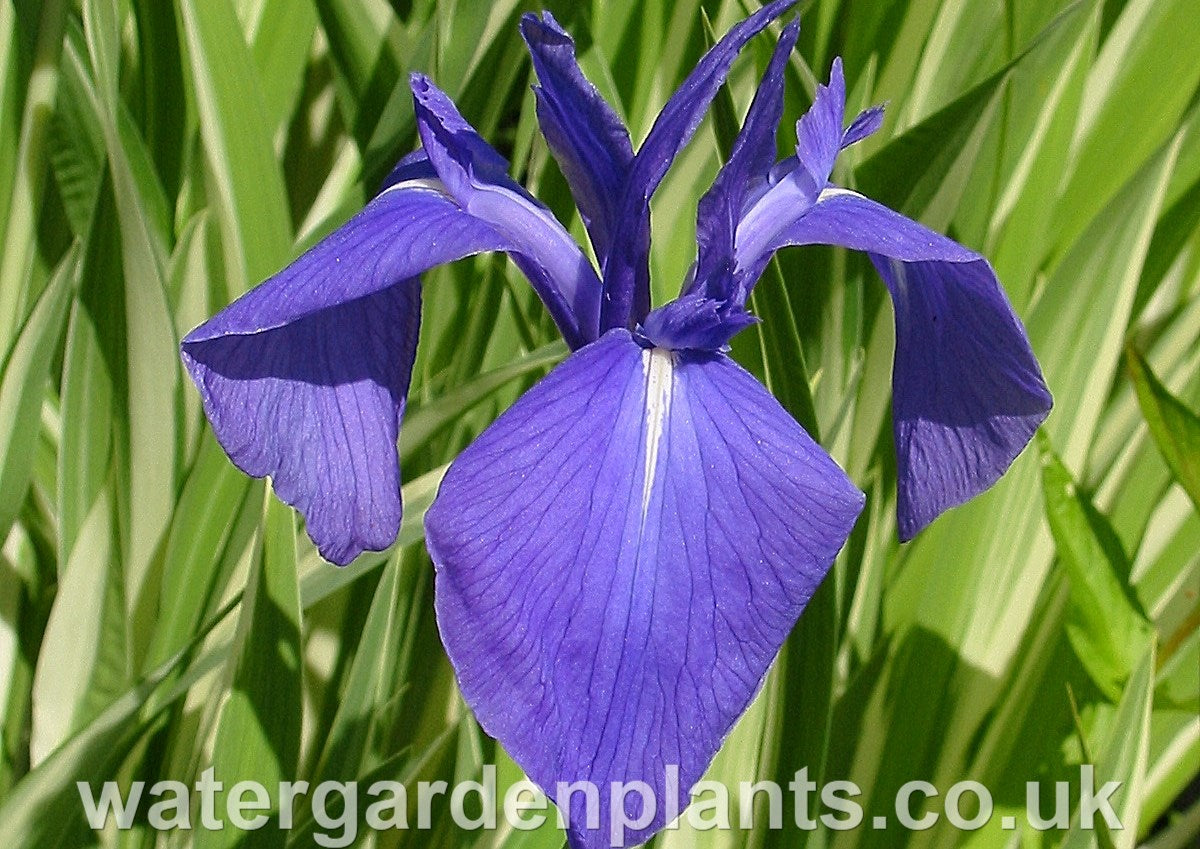 Iris_laevigata_Variegata_Variegated_Japanese_Water_Iris