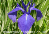 Iris_laevigata_Variegata_Variegated_Japanese_Water_Iris