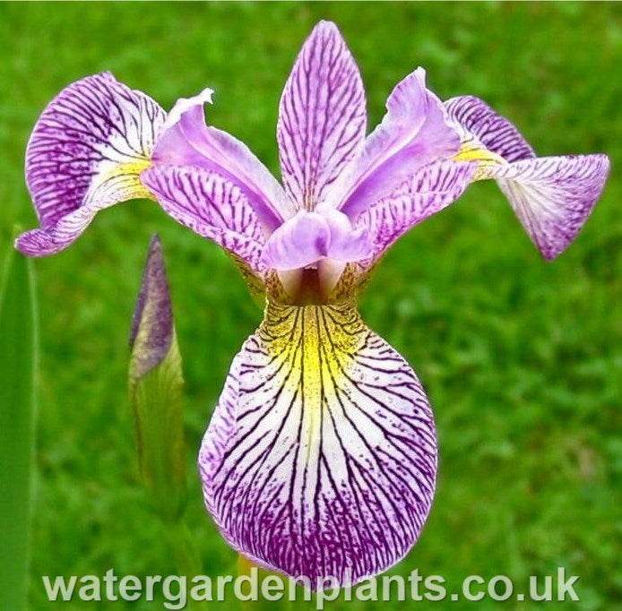Iris_versicolor_Rowden_Cadenza