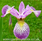 Iris_versicolor_Rowden_Cadenza