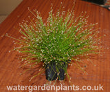 Scirpus_cernuus_or_Isolepis_cernua_Fibre_Optic_Plant