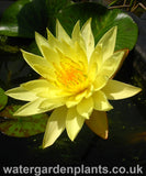 Waterlily Nymphaea 'Joey Tomocik'