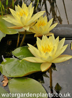 Waterlily Nymphaea 'Joey Tomocik'