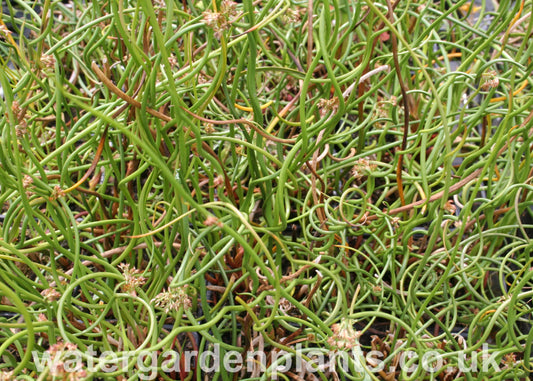 Juncus effusus f. spiralis - Corkscrew Rush