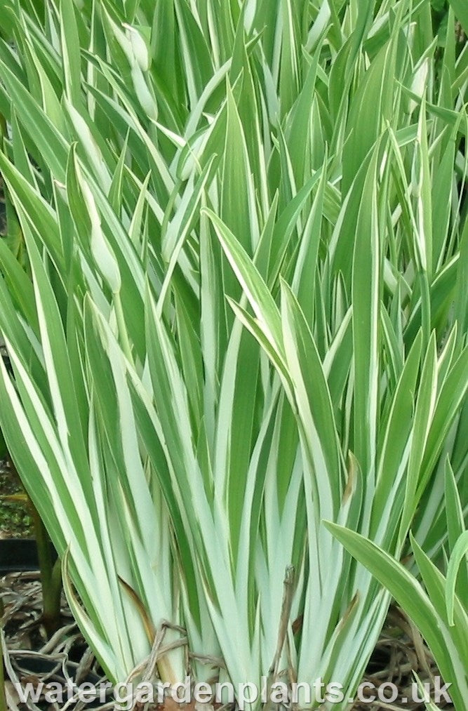Iris_laevigata_Variegata_Variegated_Japanese_Water_Iris