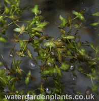 Lemna_trisulca_Ivy-Leaved_Duckweed