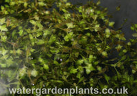 Lemna_trisulca_Ivy-Leaved_Duckweed