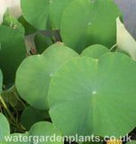 Lotus_Nelumbo_Perrys_Giant_Sunburst_Leaf