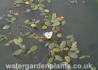 Luronium natans - Floating Water-Plantain