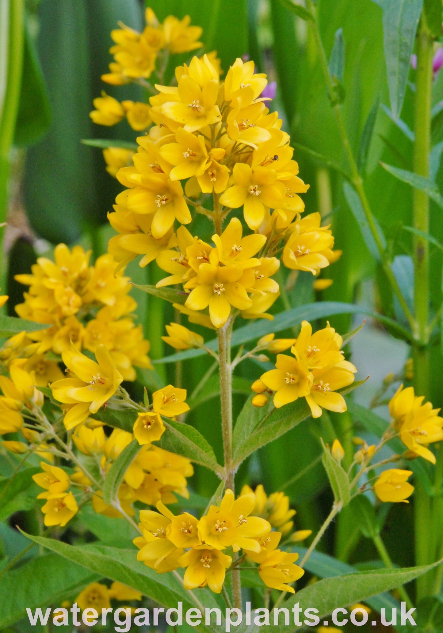 Lysimachia_vulgaris_Yellow_Loosestrife