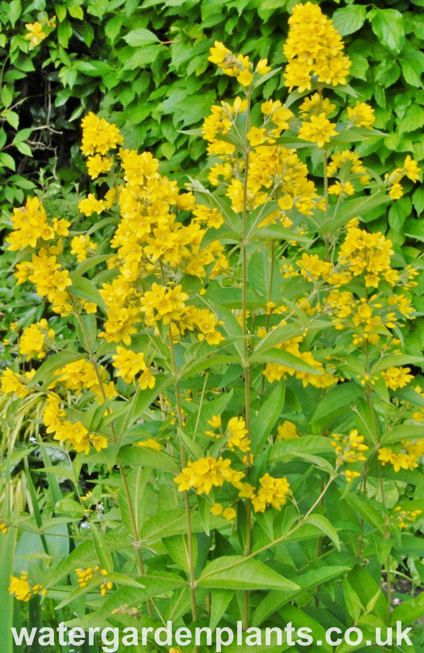 Lysimachia_vulgaris_Yellow_Loosestrife