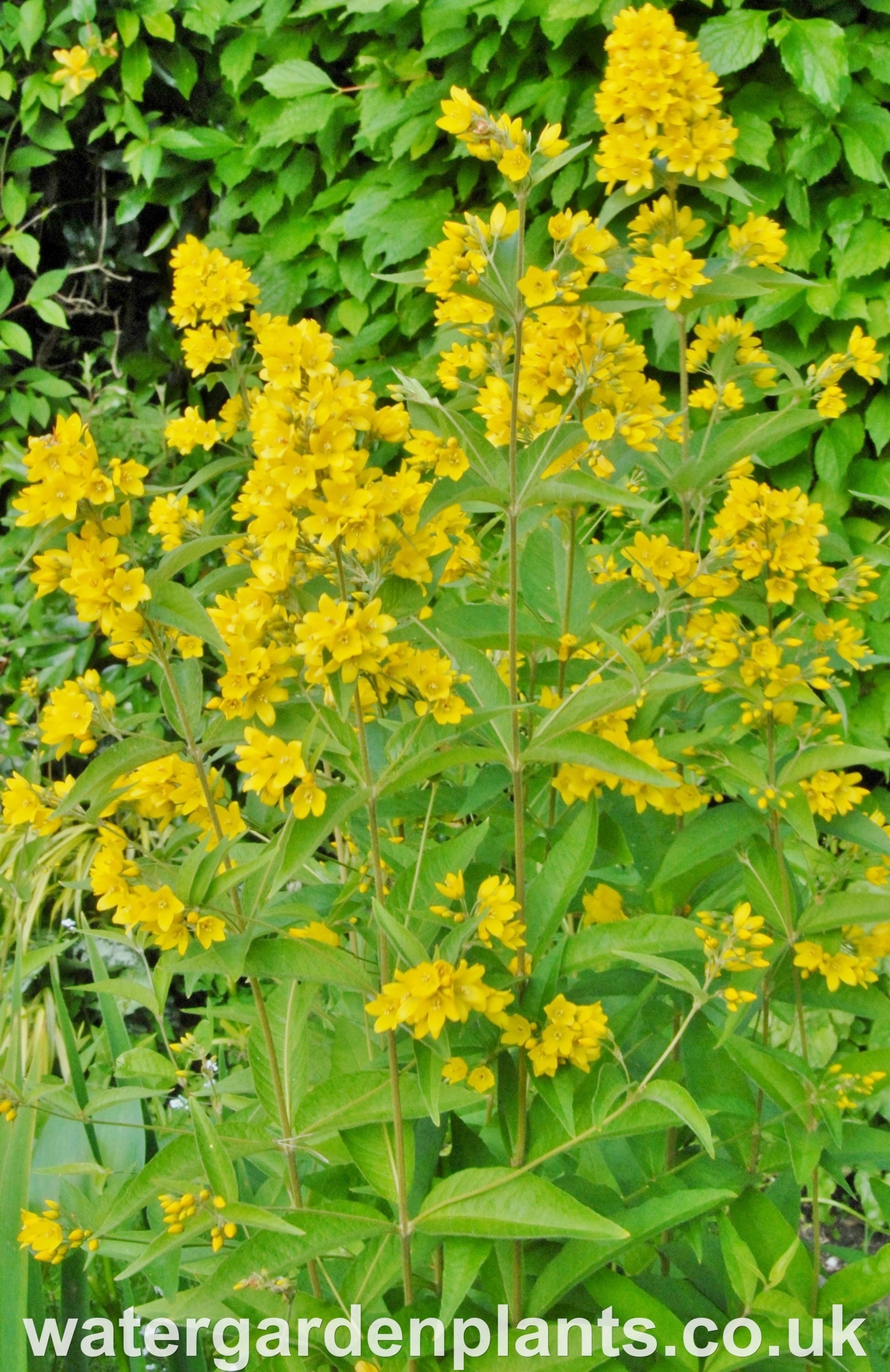 Lysimachia_vulgaris_Yellow_Loosestrife