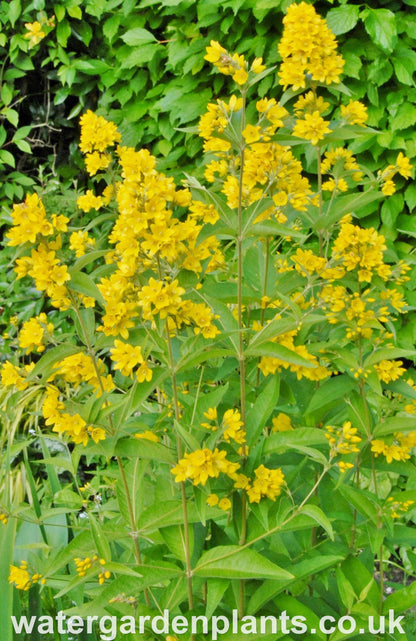 Lysimachia_vulgaris_Yellow_Loosestrife