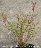 Lythrum_salicaria_Purple_Loosestrife