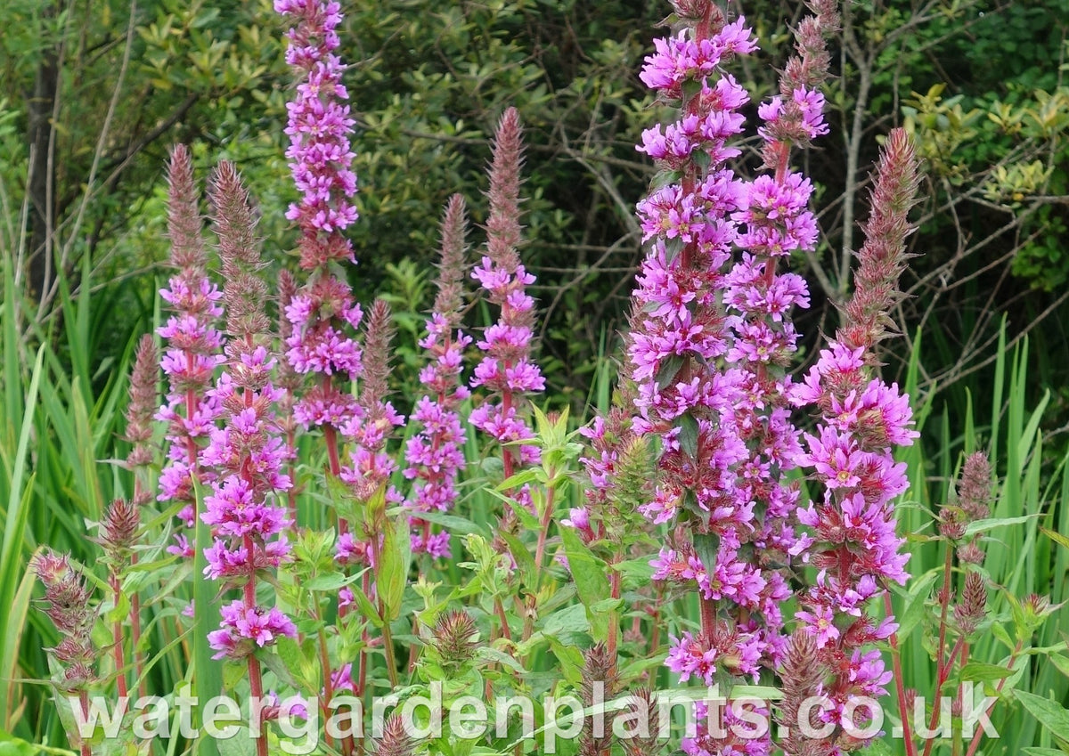 Lythrum Lythrum salicaria - Water Garden Plants