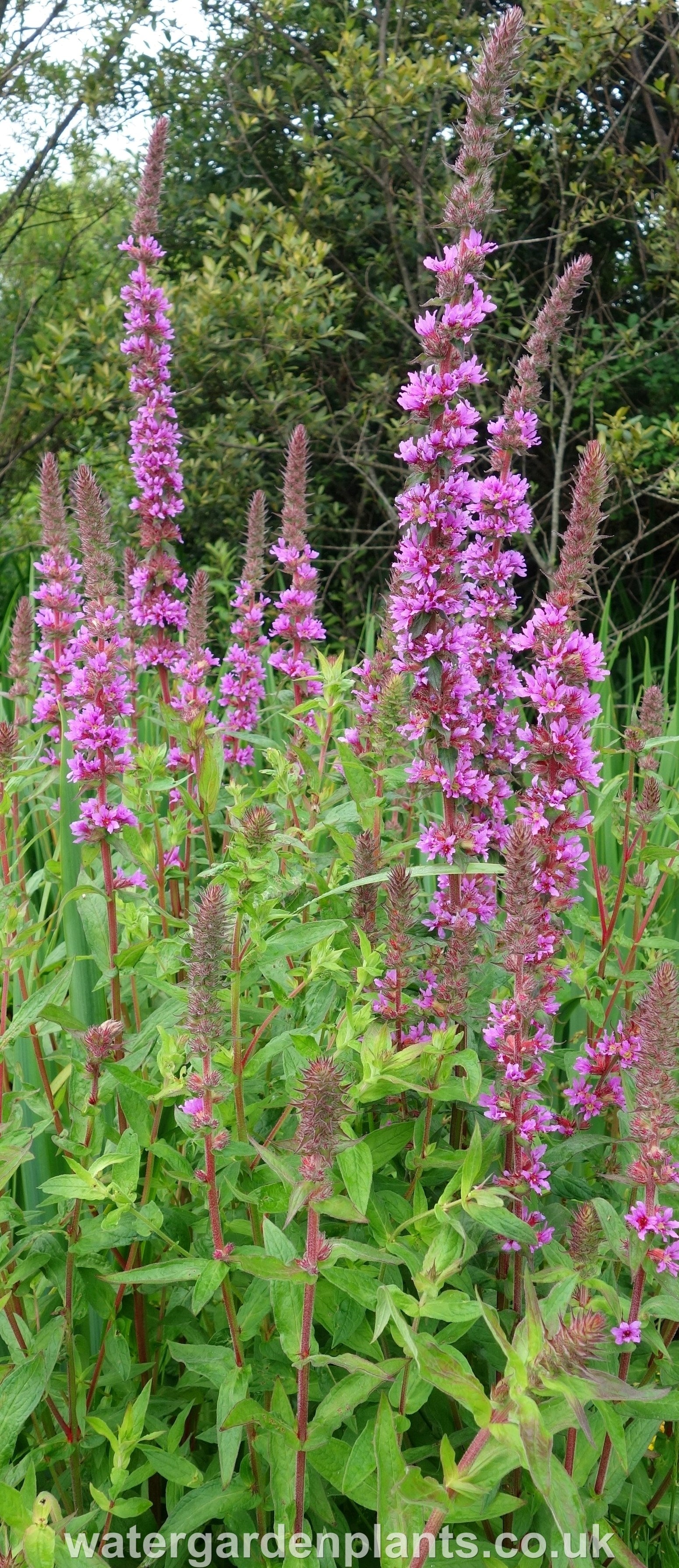 Lythrum_salicaria_Purple_Loosestrife