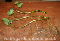 Menyanthes trifoliata Bog Bean on bench