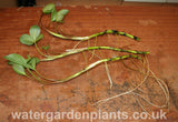 Menyanthes trifoliata Bog Bean on bench