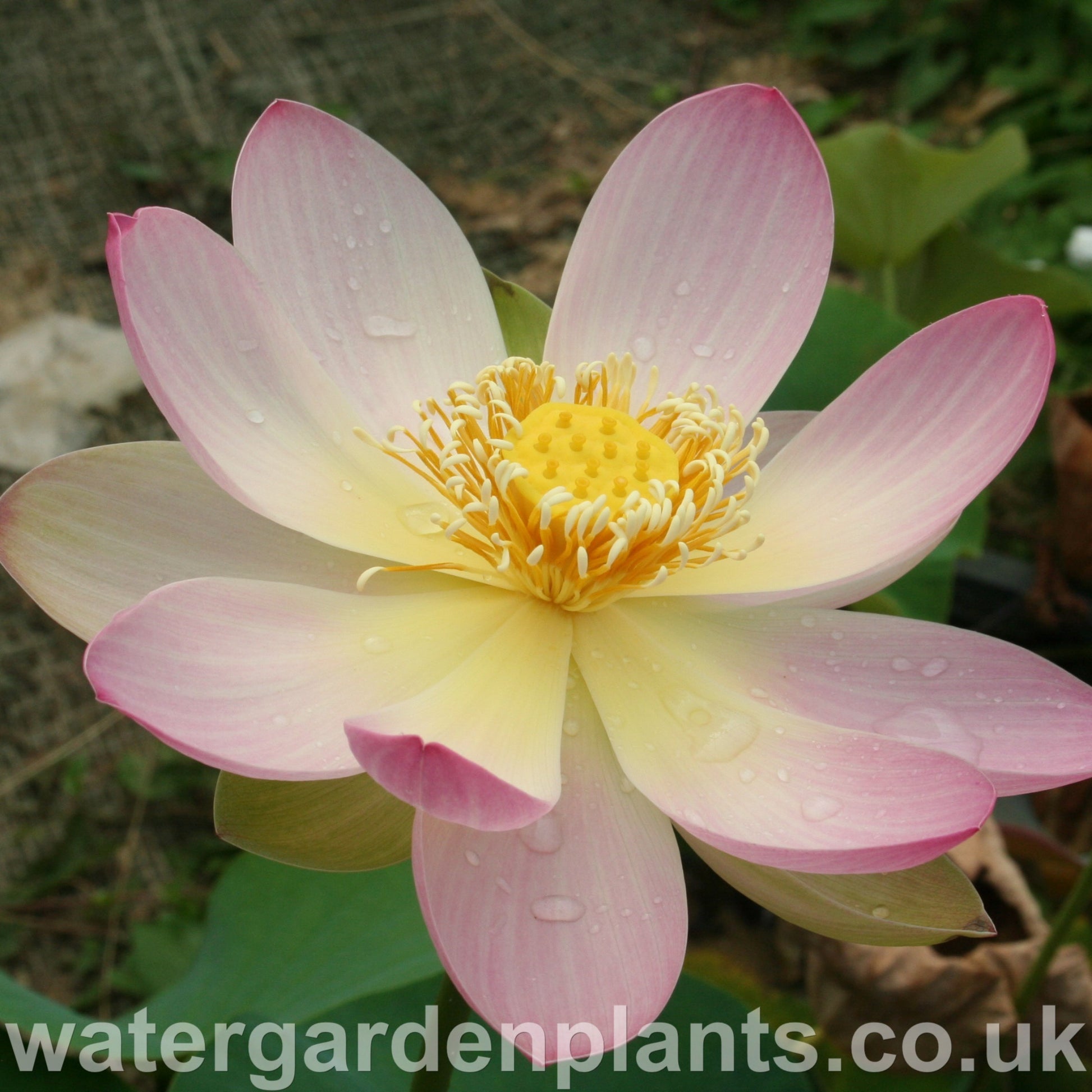 Nelumbo 'Mrs Perry D Slocum' Lotus