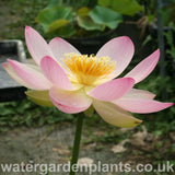 Nelumbo 'Mrs Perry D Slocum' Lotus