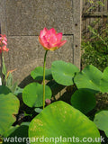 Nelumbo 'Mrs Perry D Slocum' Lotus