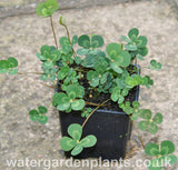 Marsilea_mutica_Floating_Four_Leaf_Clover