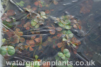 Marsilea_mutica_Floating_Four_Leaf_Clover under ice