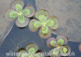 Marsilea_mutica_Floating_Four_Leaf_Clover