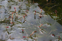 Myriophyllum spicatum - Spiked Water Milfoil