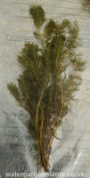 Myriophyllum spicatum Spiked Water Milfoil out of water
