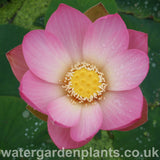 Nelumbo 'Mrs Perry D Slocum' Lotus