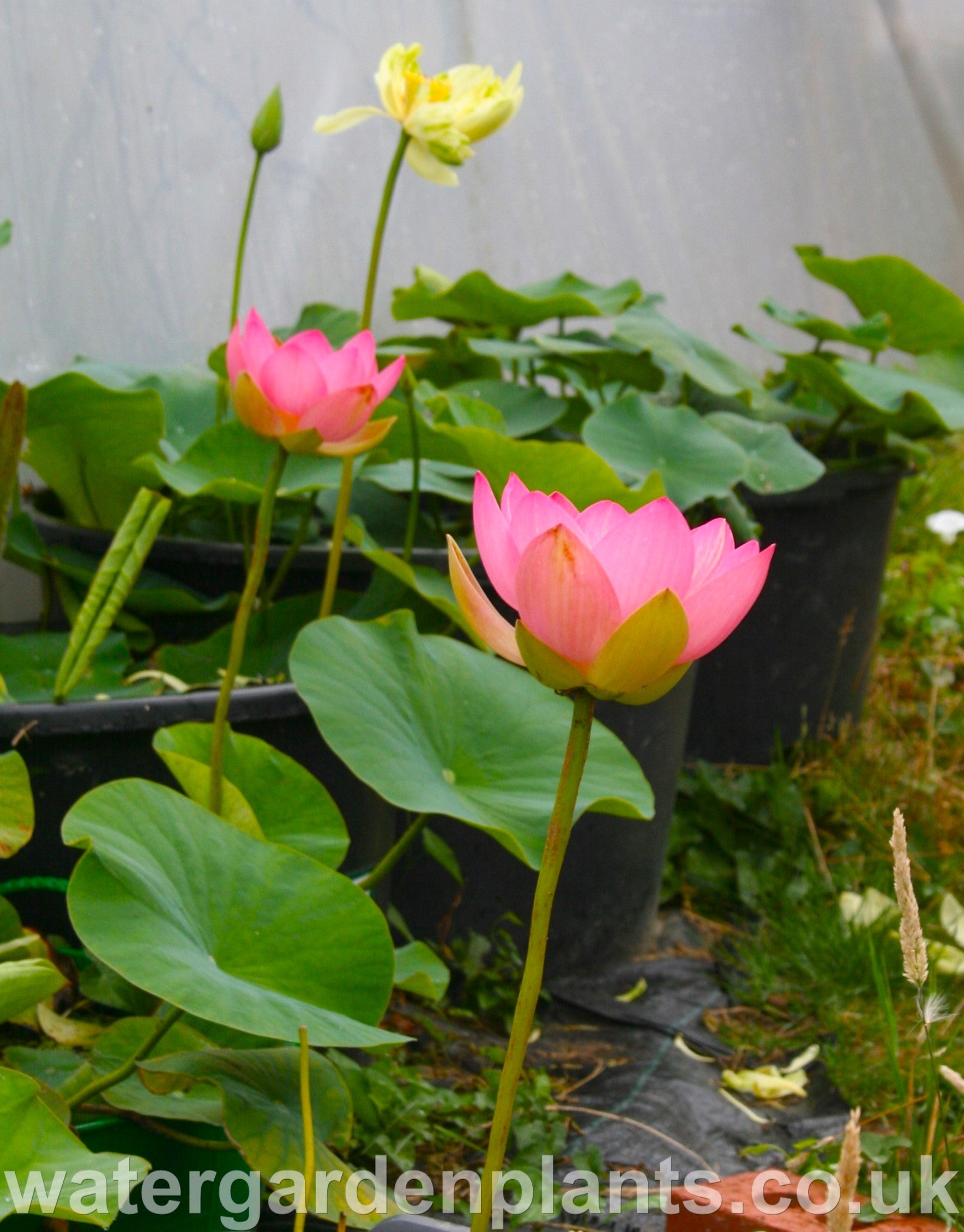 Nelumbo 'Mrs Perry D Slocum' Lotus