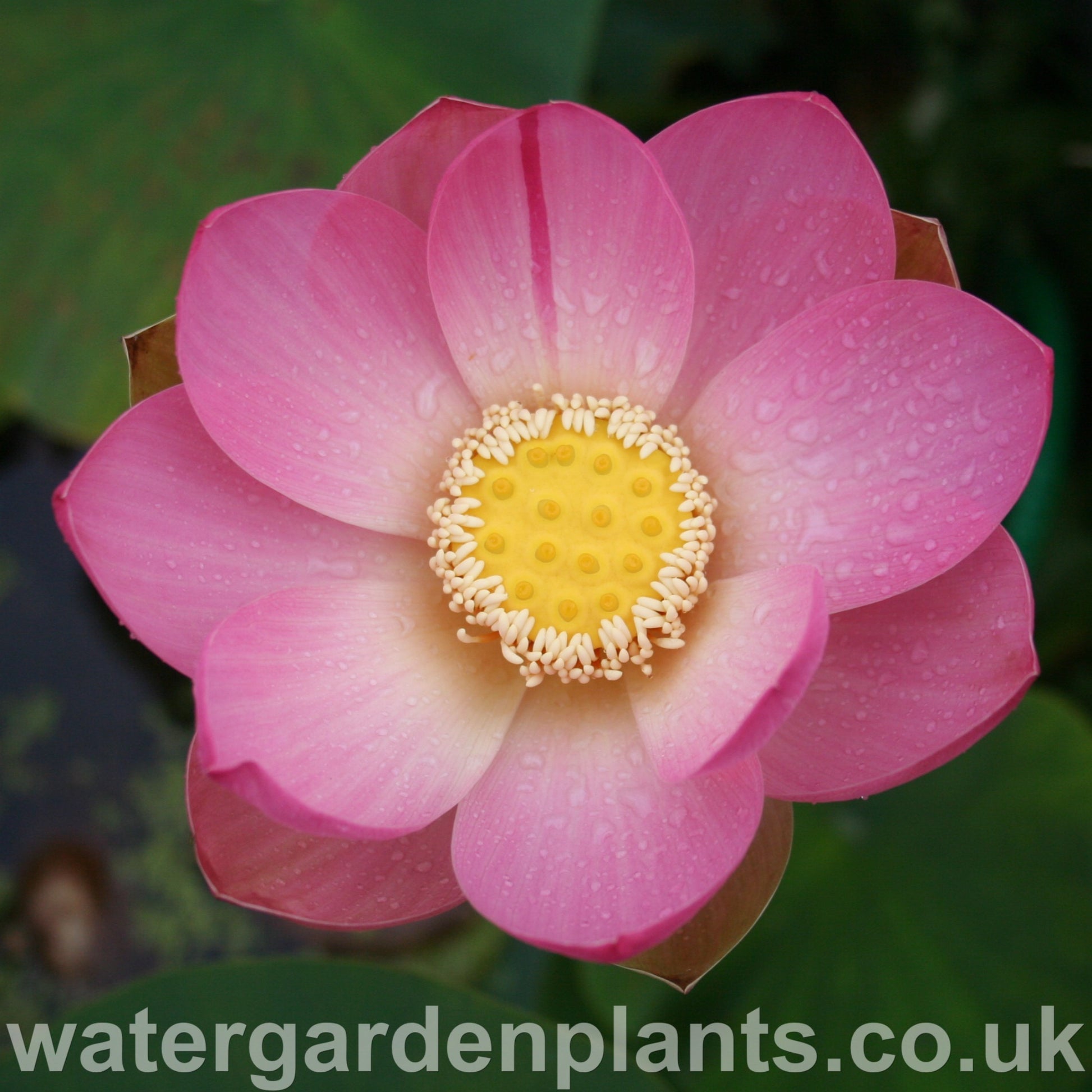 Nelumbo 'Mrs Perry D Slocum' Lotus