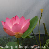 Nelumbo 'Mrs Perry D Slocum' Lotus