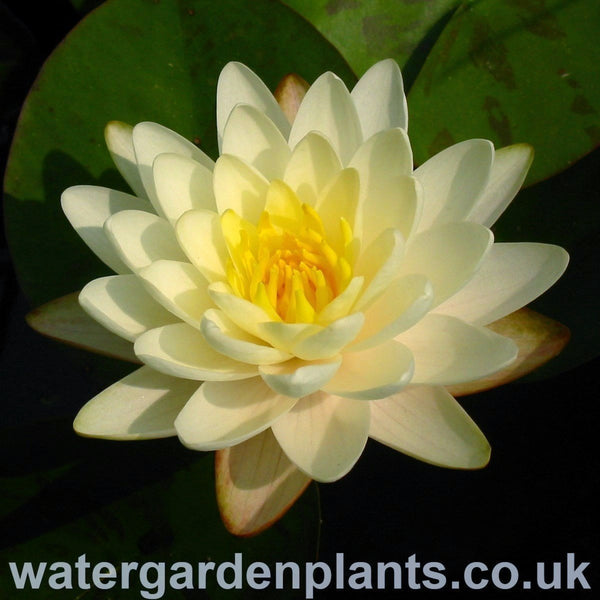 Waterlily Nymphaea 'Denver'