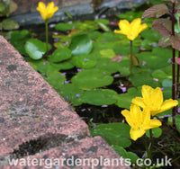 Nymphoides peltata (Villarsia nymphoides) - Fringed Waterlily, Floating Heart