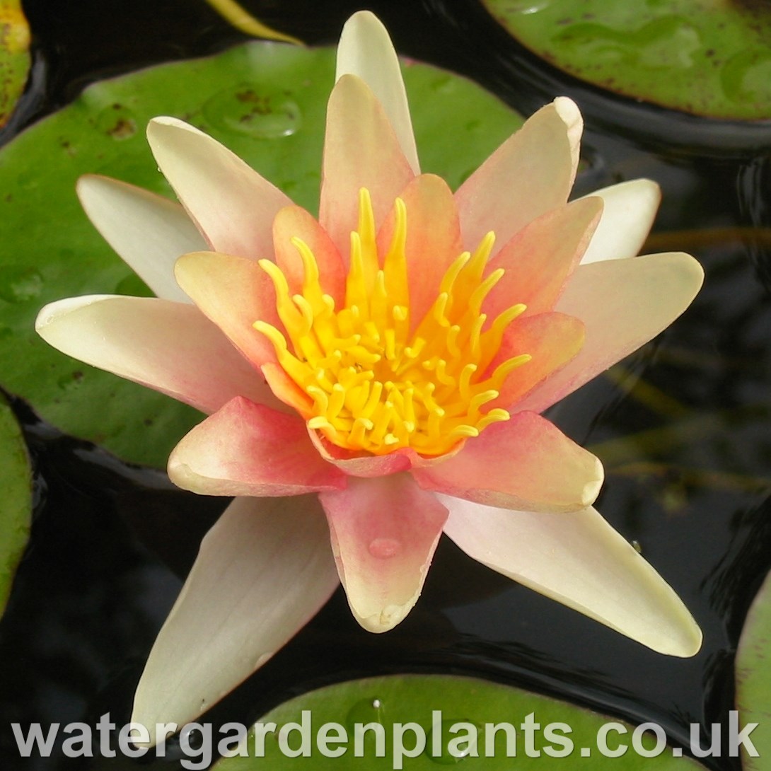 Waterlily Nymphaea 'Paul Hariot' 