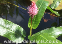 Persicaria amphibia (Polygonum amphibium) - Amphibious Bistort with flower