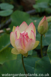 Lotus_Nelumbo_Pink_n_Yellow