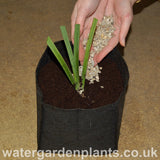 Medium Planting Bag (25cm x 25cm x 20cm)
