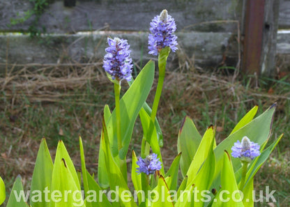 Pontederia cordata - Pickerel Plant