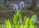 Pontederia cordata - Pickerel Plant
