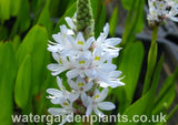 Pontederia cordata f. albiflora - White Pickerel Plant