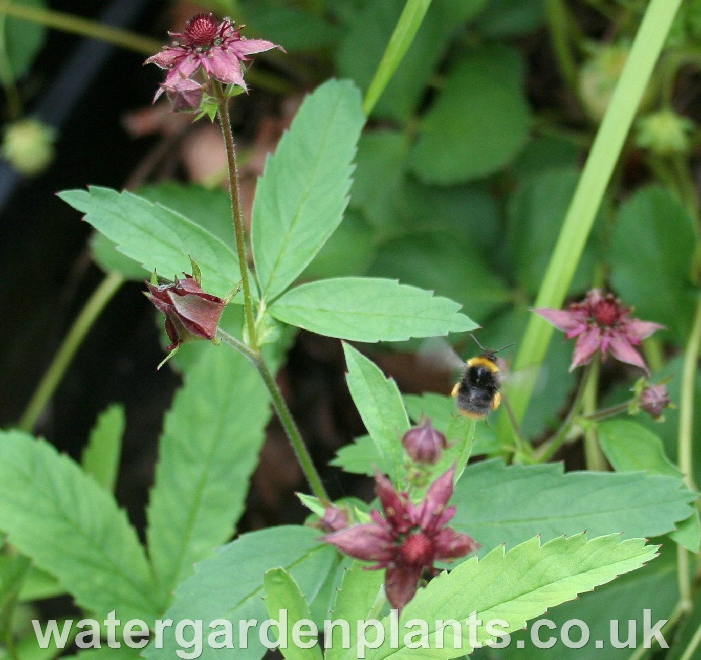 Potentilla palustris Marsh Cinquefoil or Bog Strawberry, with bumblebee