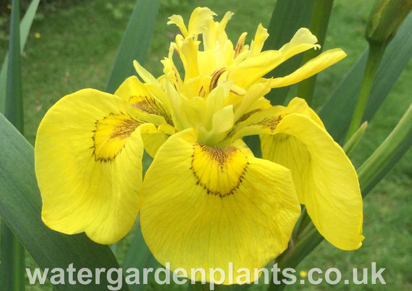 Iris pseudacorus 'Flore Pleno' Double Yellow Flag Iris