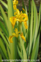 Iris_pseudacorus_Variegata_Variegated_Flag_Iris
