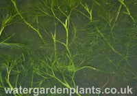 Ranunculus aquatilis - Water Crowfoot underwater foliage