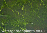 Ranunculus aquatilis - Water Crowfoot underwater foliage